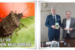 İlkadım Belediyesi’nden Kahverengi Kokarca Mücadelesine İlaç Desteği